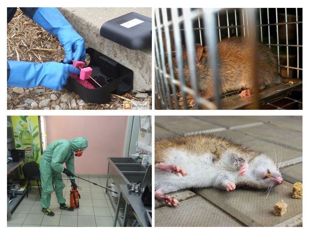 Дератизация от грызунов от крыс и мышей в Череповце