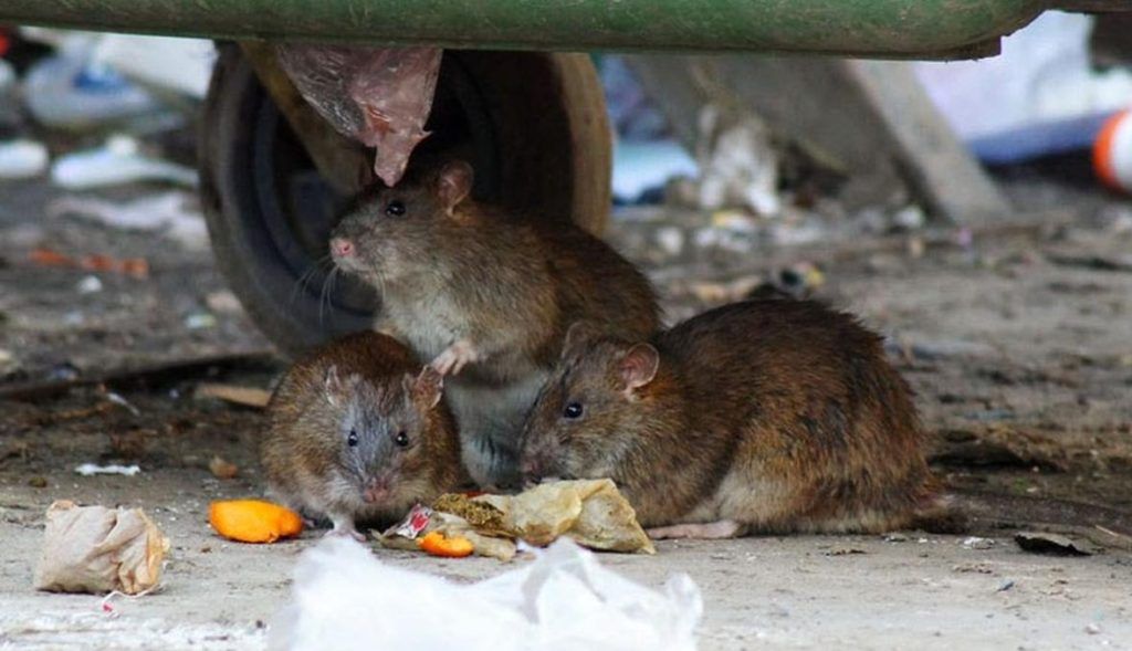 Травить грызунов крыс и мышей в Череповце