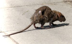 Фирма по уничтожению грызунов, крыс и мышей в Череповце