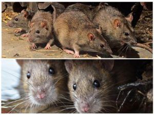 Травить грызунов крыс и мышей в Череповце