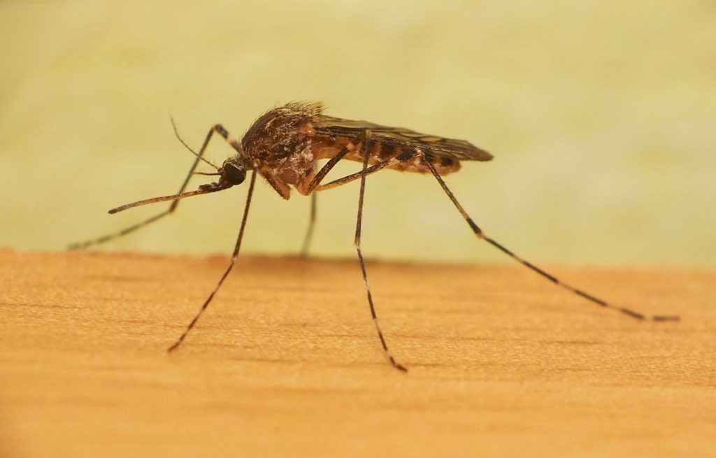Уничтожение комаров в Череповце