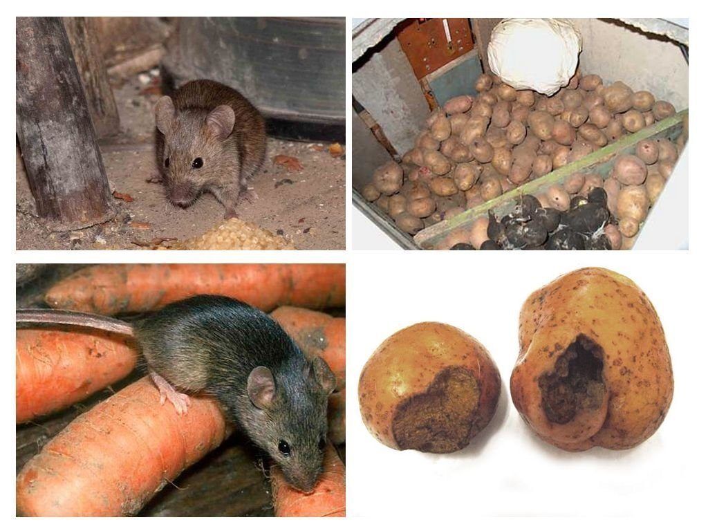 Обработка от грызунов крыс и мышей в Череповце