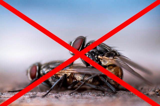 Профессиональное уничтожение мух в Череповце с гарантией