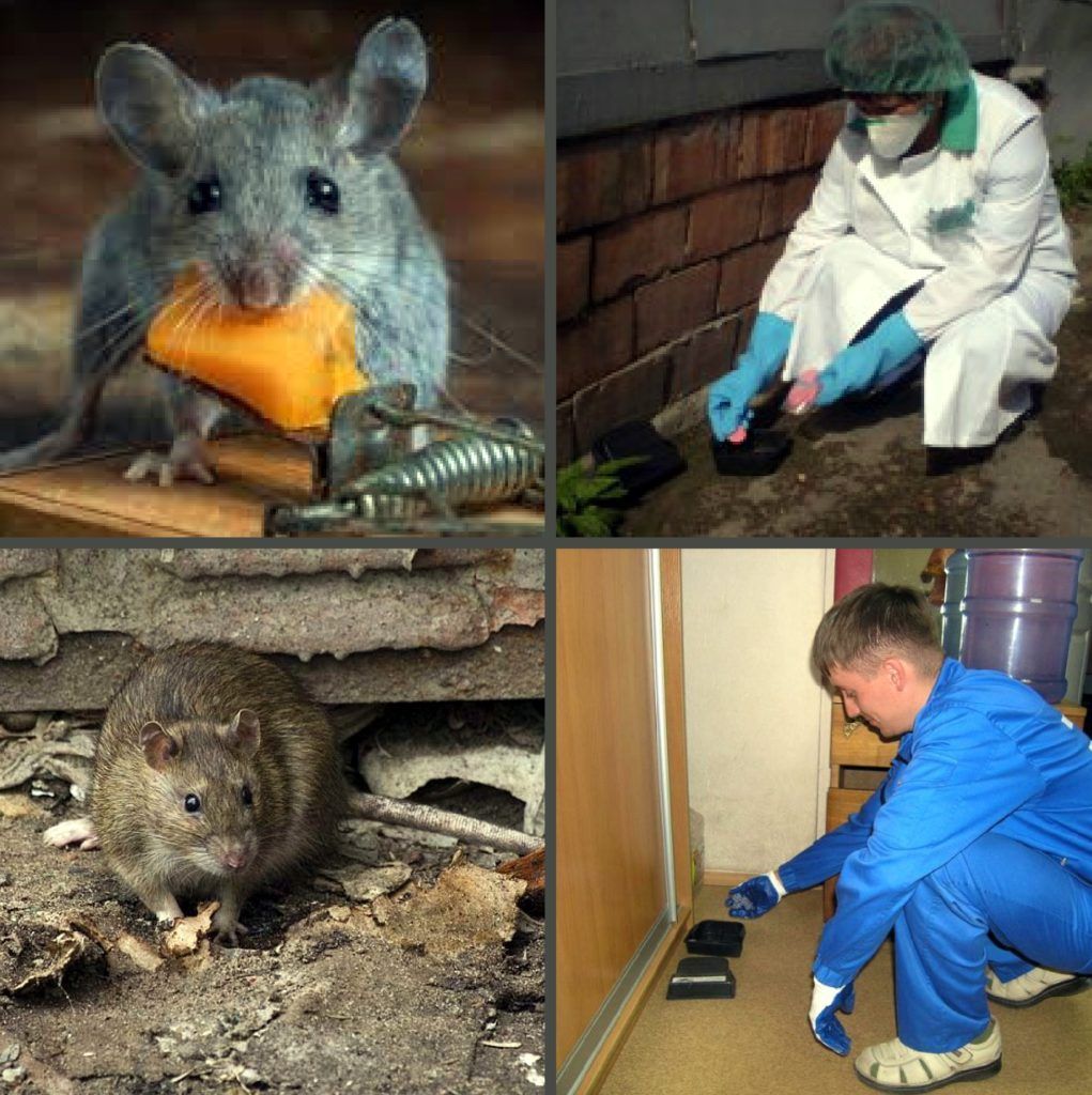 Дезинфекция от грызунов, крыс и мышей в Череповце