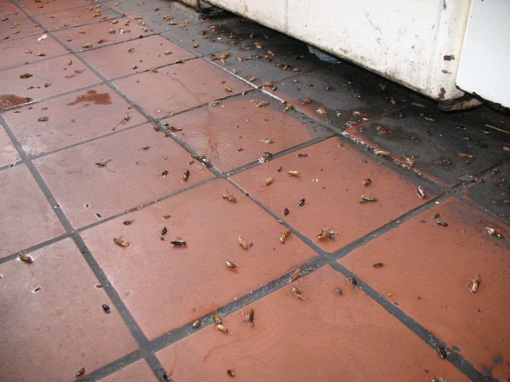 Уничтожение тараканов в квартире в Череповце 