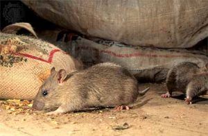 Дератизация от грызунов от крыс и мышей в Череповце