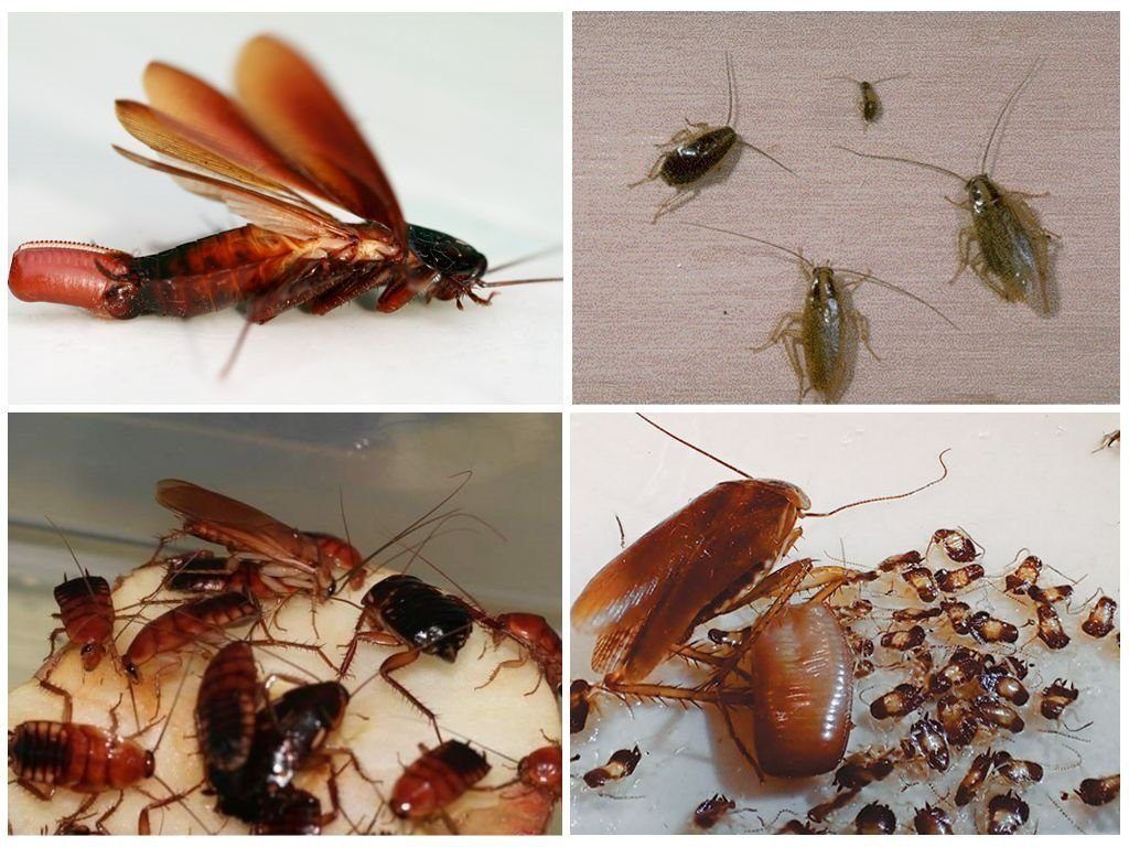 Уничтожение тараканов в квартире в Череповце 
