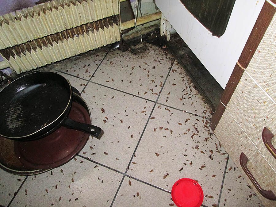 Санэпидемстанция от тараканов в Череповце, вызвать, цены